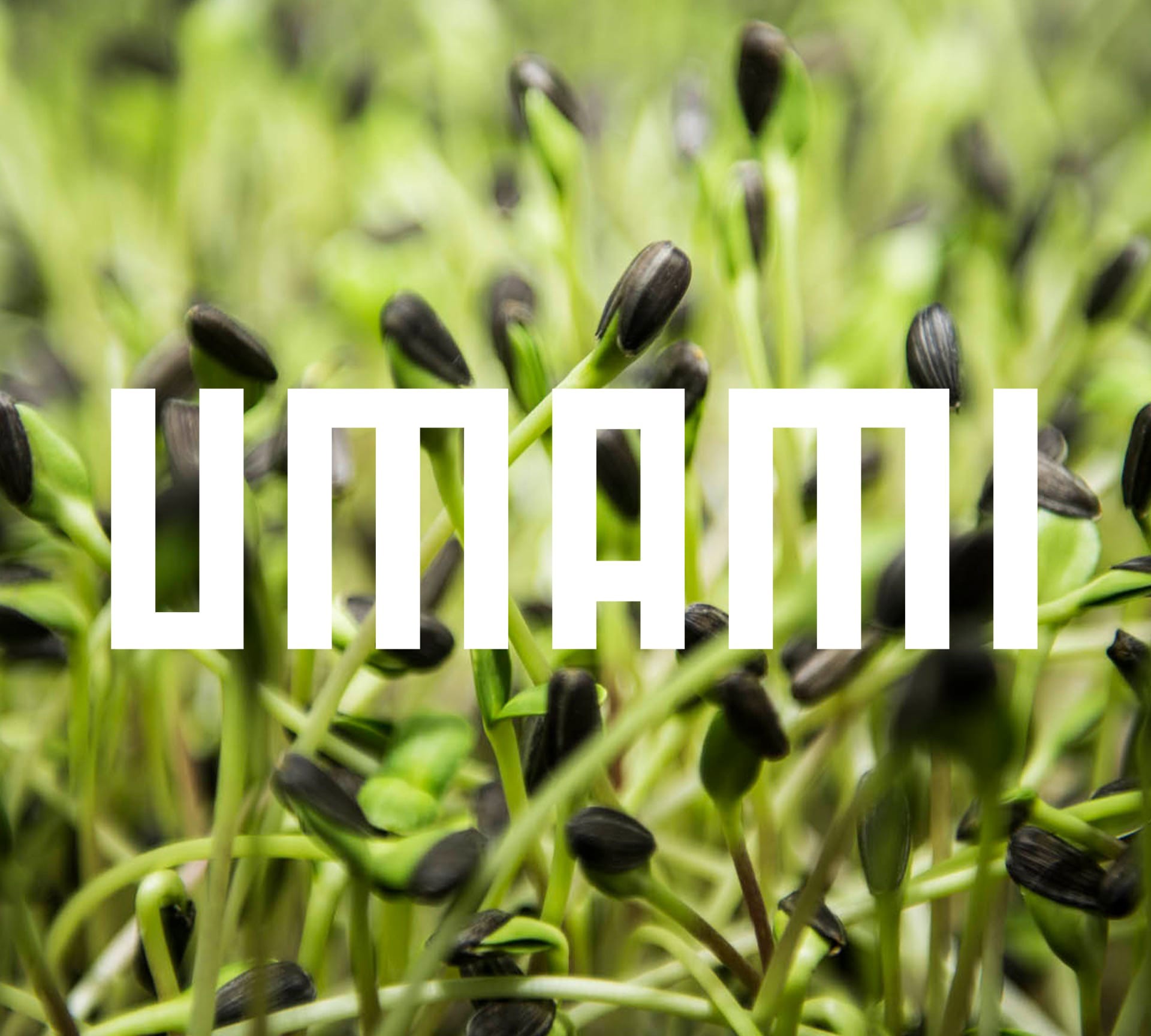 Minivoices – Umami Minivoices – Umami